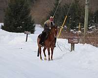 star-snip-2-socks-horse