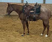 penning-quarter-horse