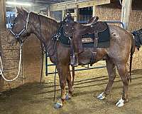 ranch-versatility-quarter-horse