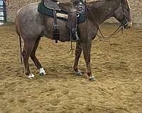 ranch-work-quarter-horse