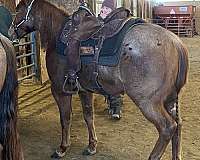 reined-cow-quarter-horse