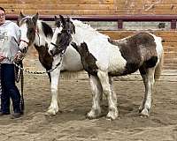 bridge-gypsy-vanner-horse