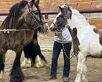 tarp-gypsy-vanner-horse