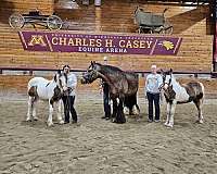 tie-gypsy-vanner-horse