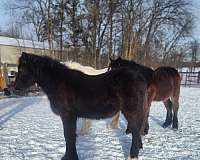 white-stripe-on-face-rear-left-pastern-horse