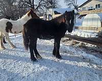 black-white-stripe-on-face-rear-left-pastern-horse