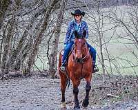 beginner-percheron-horse