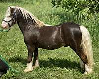 dna-tested-gypsy-vanner-horse