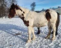 gypsy-vanner-quarter-horse-colt-mare