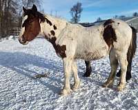 tobiano-horse