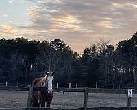 quarter-horse-gelding