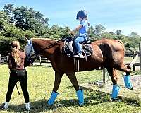 quarter-horse-gelding