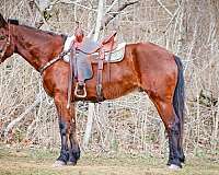 harness-cleveland-bay-horse