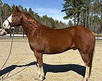 sorrel-quarter-horse-gelding