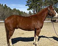 sorrel-gelding-for-sale