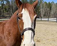 14-hand-quarter-horse-gelding