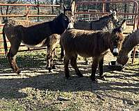 donkey-for-sale