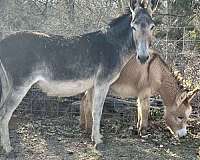 donkey-mare