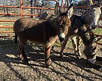 donkey-male-foal