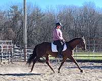 dressage-quarter-horse