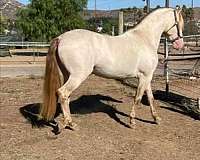 isabelo-perlino-stallion-for-sale