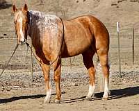 barrel-quarter-horse