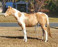 champagne-paint-quarter-horse-filly