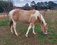 champagne-paint-quarter-horse-for-sale