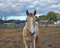 champagne-paint-quarter-horse