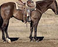 barrel-quarter-horse