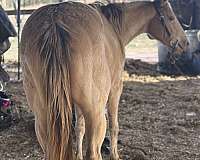 quarter-horse-filly