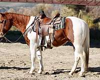 chestnut-tobiano-trail-horse