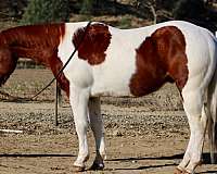 chestnut-tobiano-paint-horses-for-sale