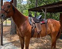 all-red-no-white-markings-horse