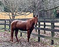 chestnut-all-red-no-white-markings-horse