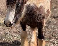 gypsy-vanner-filly