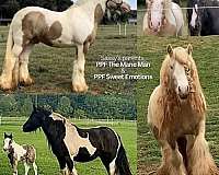 gypsy-vanner-pony-for-sale