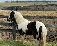 broodmare-gypsy-vanner-horse