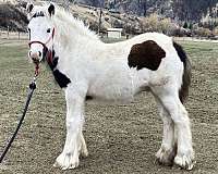 piebald-draft-pony