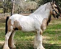 tobiano-horse