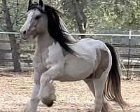 buckskin-tobiano-horse