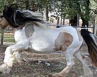 athletic-gypsy-vanner-horse