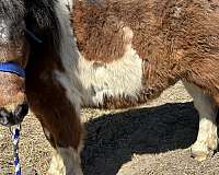 pinto-bay-paint-black-n-white-horse