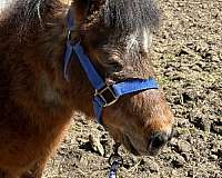 tri-paint-miniature-horse