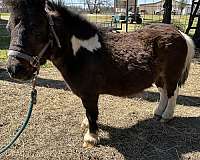 black-n-white-paint-miniature-horse