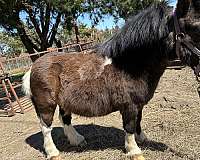 companionship-miniature-horse