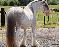 sabino-gypsy-vanner-for-sale