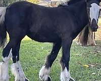 educated-gypsy-vanner-horse