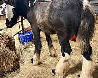 minimal-white-gypsy-vanner-horse