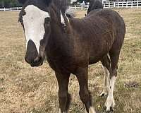 sd-chief-gypsy-vanner-horse